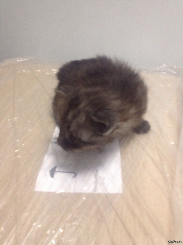 Раздам катят ! г.Ставрополь. 4 штуки , темные. (фоткал на кржку кофе.)