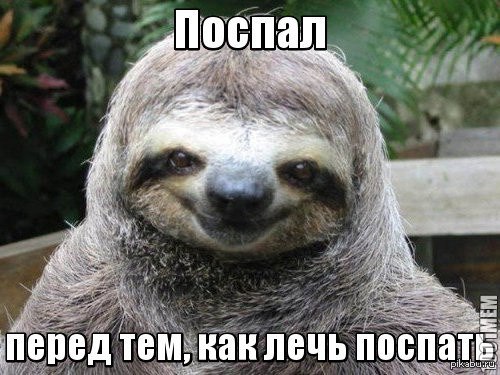 ленивец фото приколы онлайн ленивец фото приколы