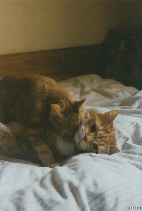 Немного кошачьей нежности