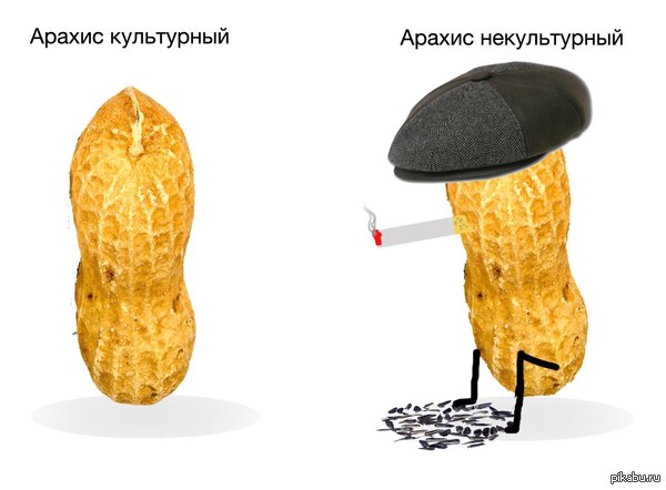 It turns out scientifically peanuts are called cultural peanuts - NSFW, Gopniks, Photoshop master