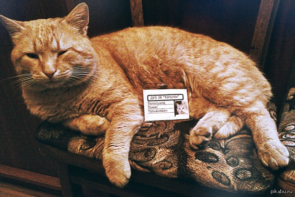 Кот на работе у мамы