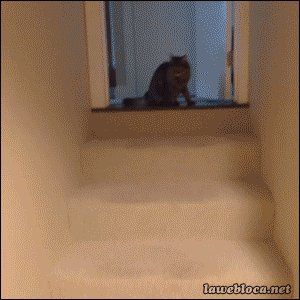  ) 