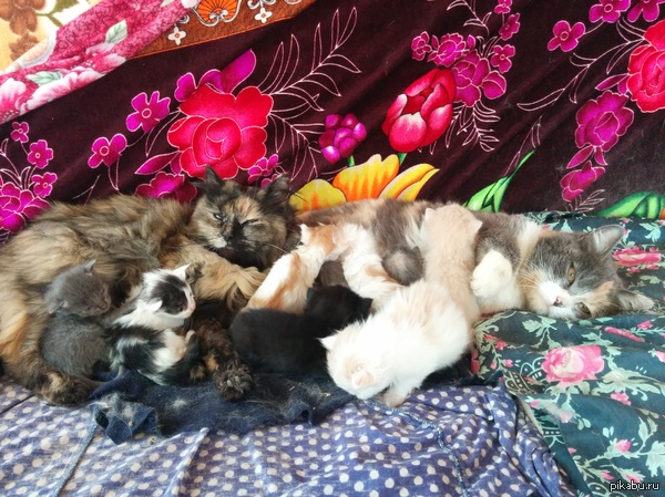 ��� ����� ������ � �������� � 1 ����