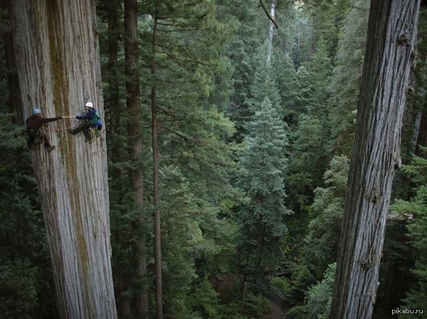 Очередные карлики в траве.