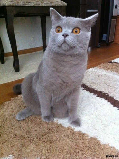 Хоризматичный кот знакомой