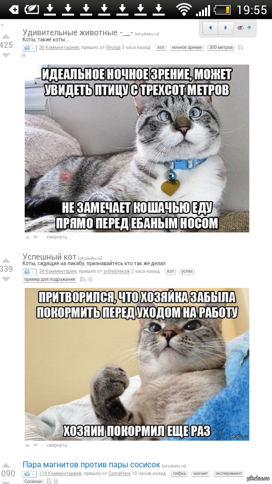 Ох уж эти коварные котики | Пикабу