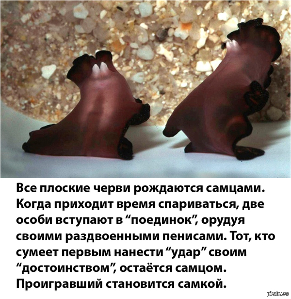 �������������� ����