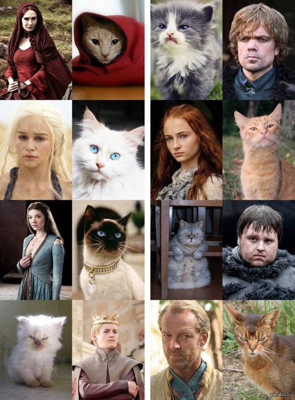 Cats of Thrones