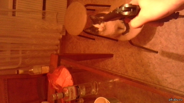 ��� ������ �����