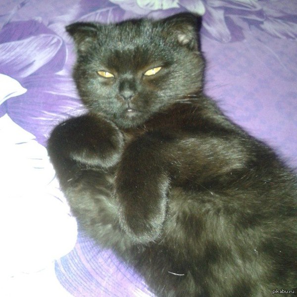 This is what my friend's cat looks like when he was woken up. - My, Cat, cat