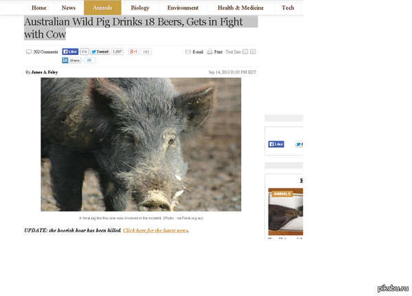    18  ,    ,       . http://www.natureworldnews.com/articles/3981/20130914/australian-wild-pig-drinks-18-beers-gets-fight-cow.htm