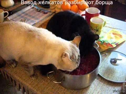 Съел борща. Кот и борщ. Котик и борщ.