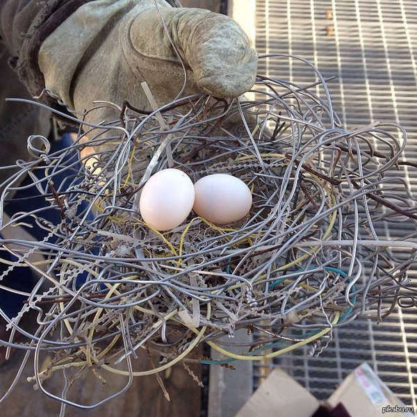 Про суровые обычаи северян мы уже знаем, а вот так гнездятся фанаты тяжёлого (и лёгкого) металла.