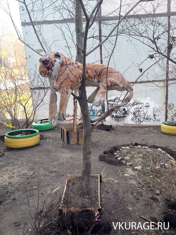 Во Владивостоке на улице появился тигр