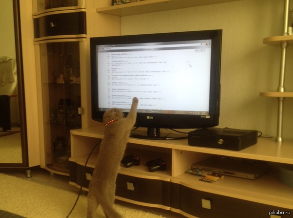 ��� ����� ���� �������