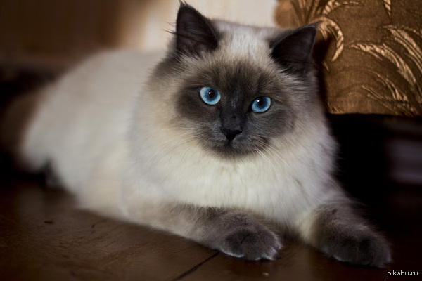 � ��� �������� ������������� � �������������� �������� �����)