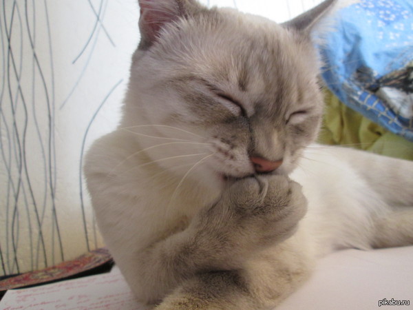 �������, �� �������