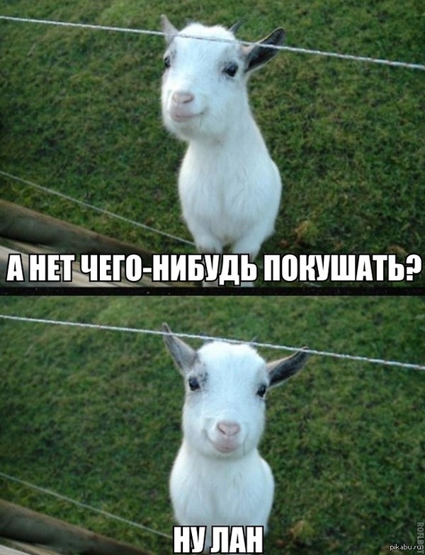 Милая козочка^^ | Пикабу
