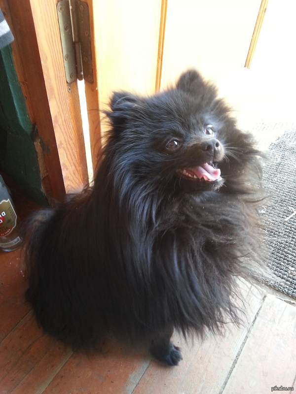 Just a spitz happy with life - Spartans, Spitz, My