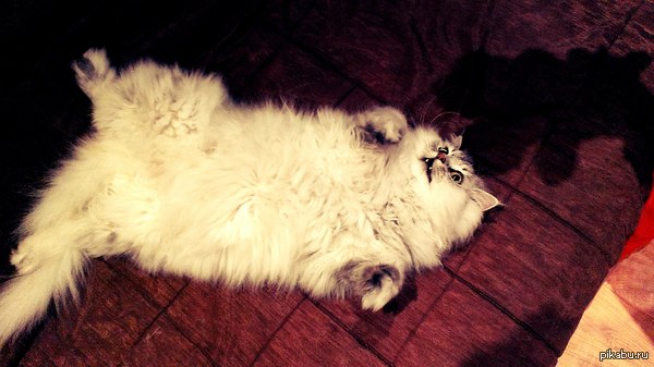 Персидского котика вам!)