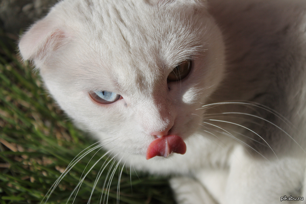 ��� �����