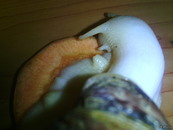 Meet my pet. - My, Animals, Snail, My