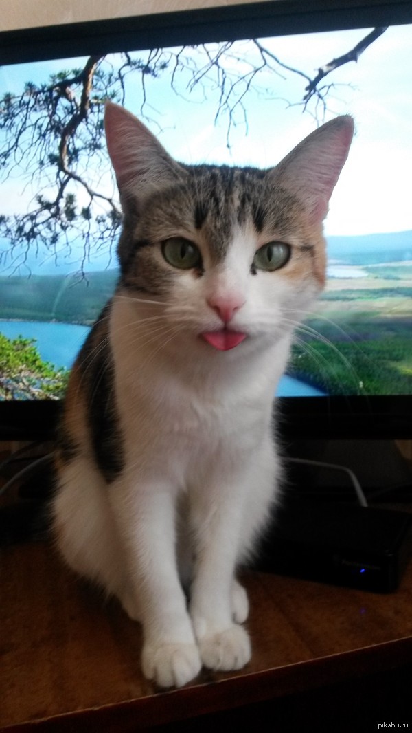 ����� ���������� ����