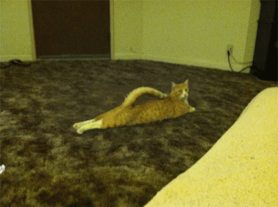 Танцующий кот гиф