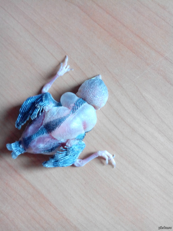 sparrow chick - Sparrow, Vet, Help