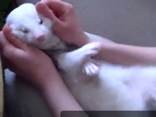 Собака трогает лапой