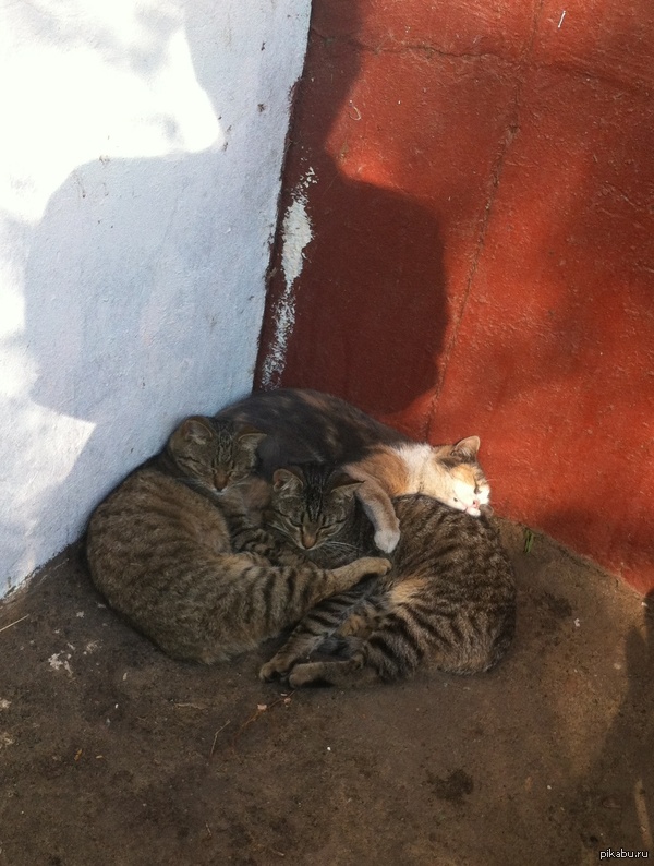 Пятничные коты около подъезда