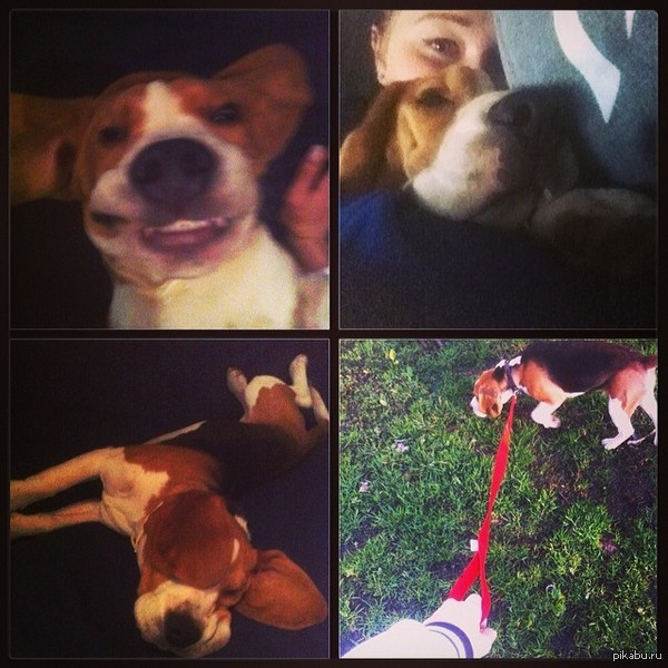 Москва,Коломенская,щенки, все дела