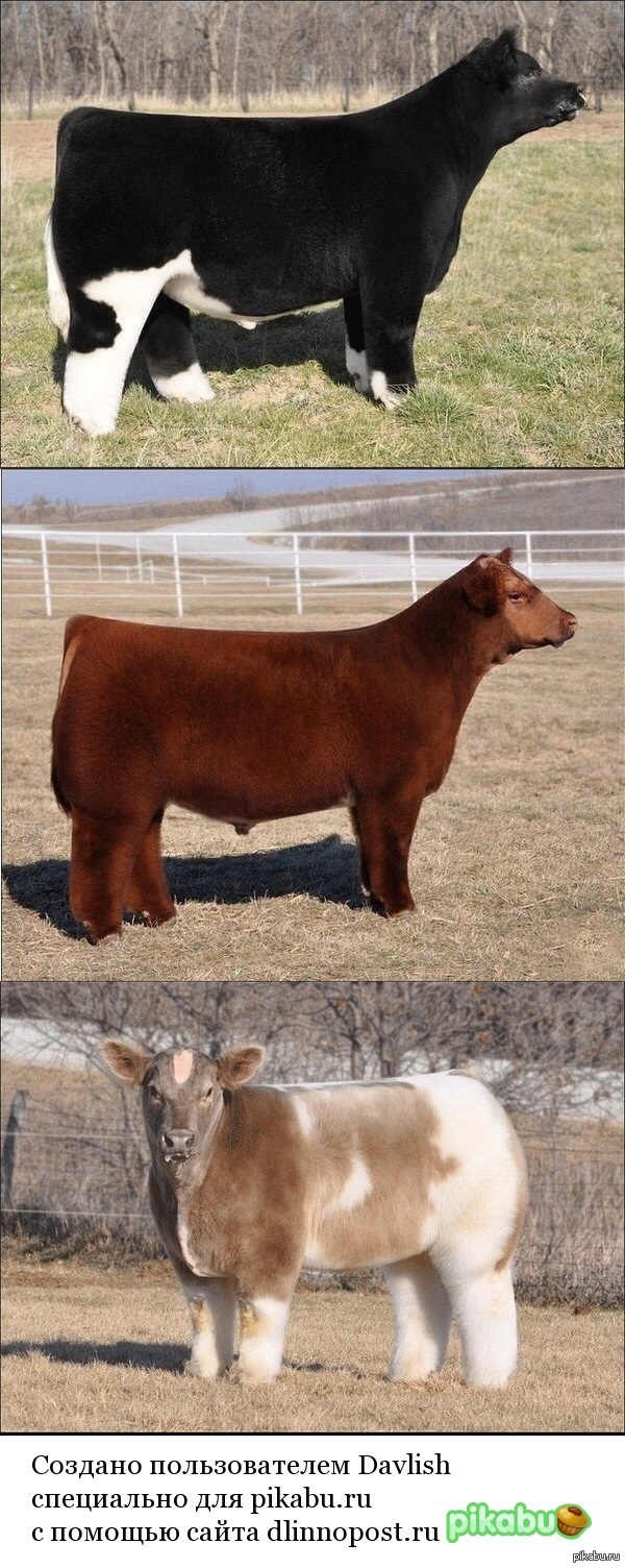 ���� ������� ������ � �����. ������� �����.