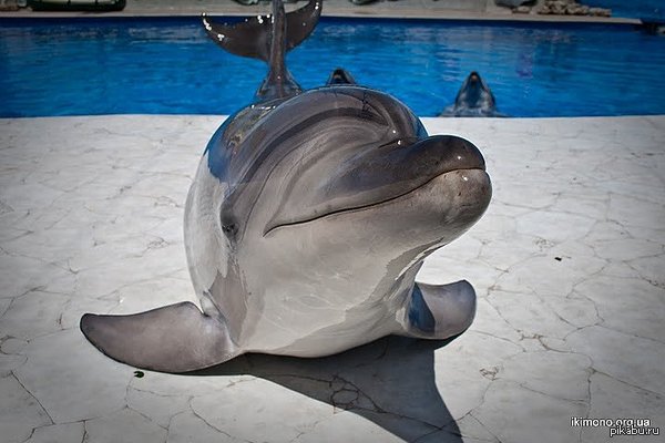 Жители Севастополя отныне всегда смогут посещать Дельфинарий за полцены