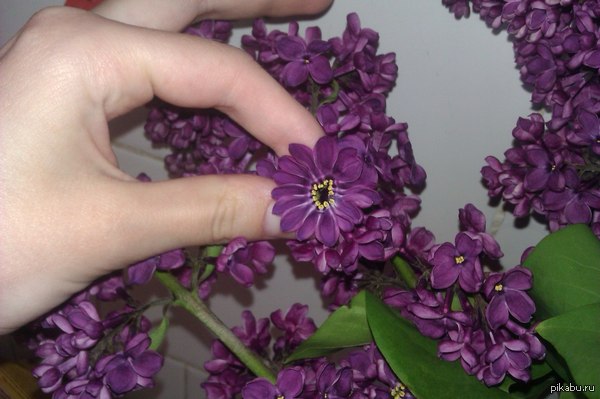 Maybe with this I can take over the world - My, Lilac, Flowers