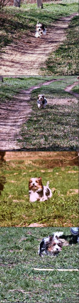 Попыталась сфотографировать собаку...
