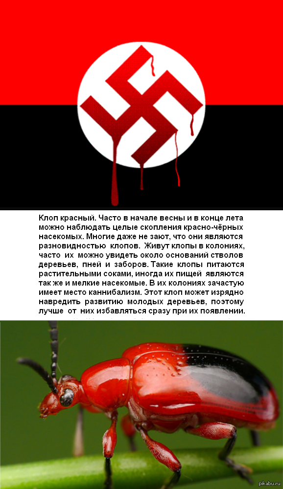   =  