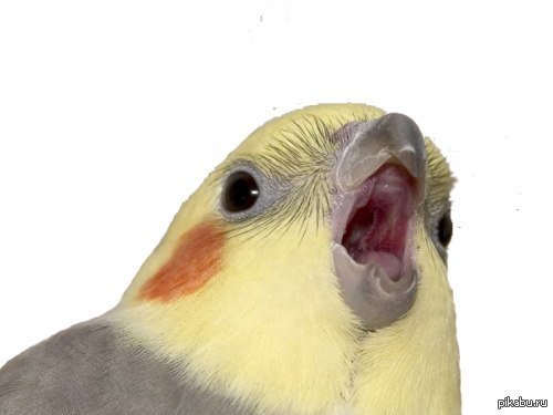 Вот так вот)