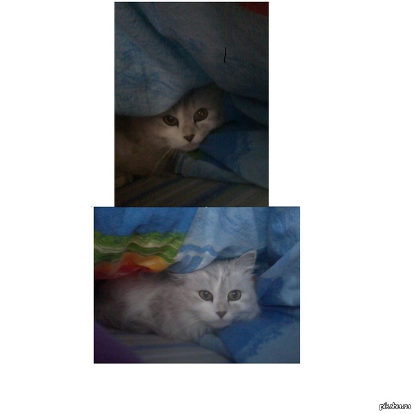 Очень трусливая кошка.