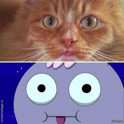 Мой кот мне кого-то напомнил