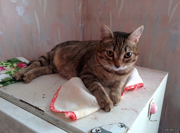 ����������� ���������, ����� ������.