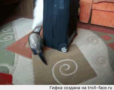     )