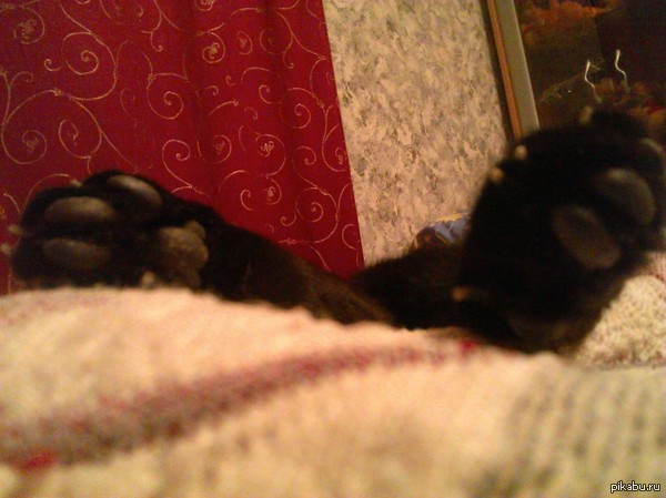 ������� ����