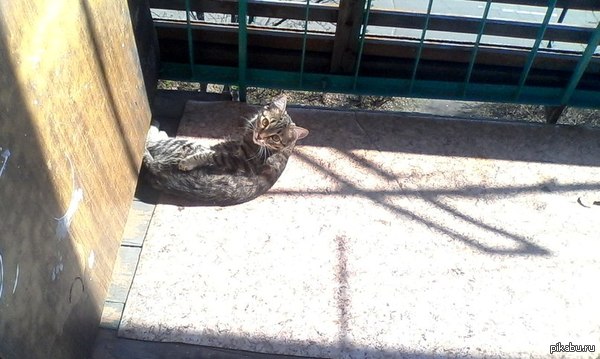 Не мешай, я принимаю солнечные ванны