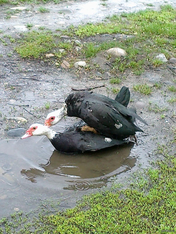 Тот момент когда утки больше трахаются чем ты