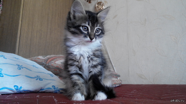 Няшный ублюдок