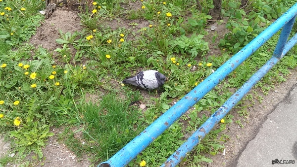 Спящий голубь.