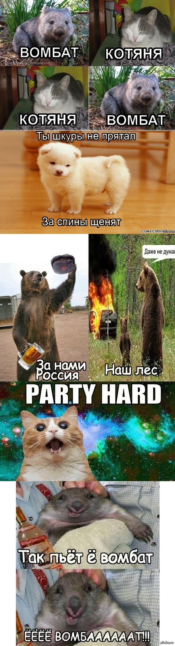 Вомбат, котяня