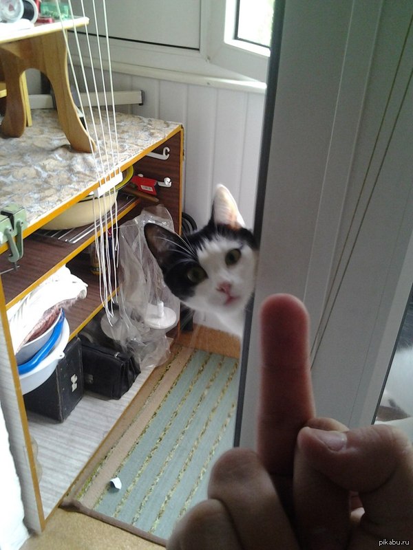 f*ck you kitty  ,     ,   ...     )