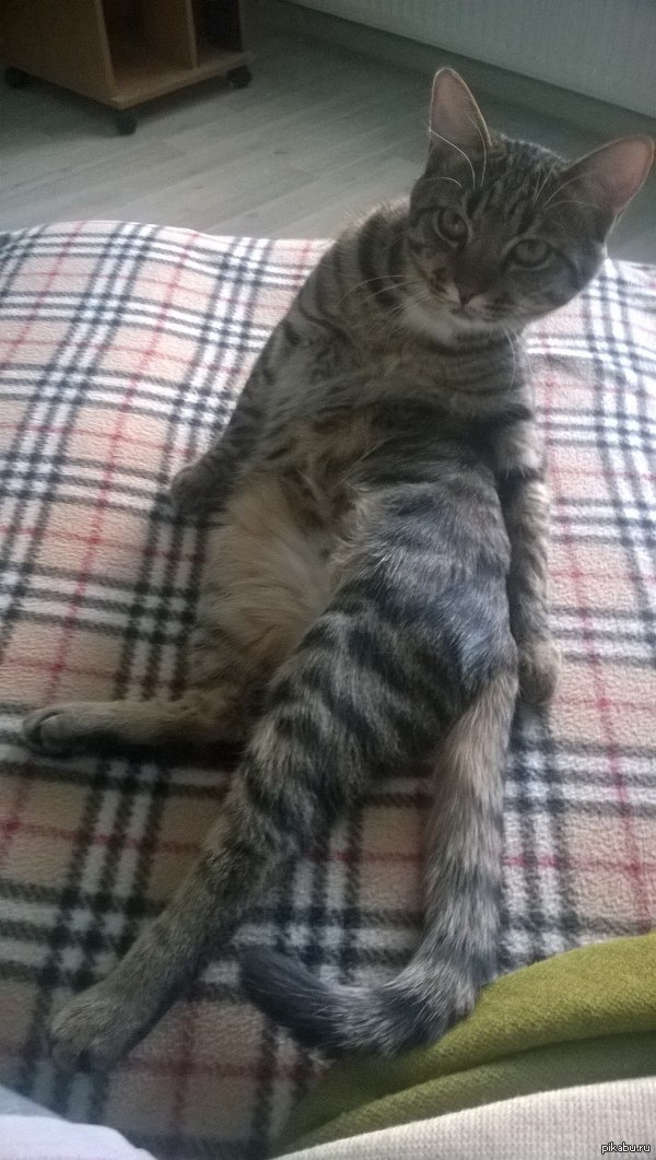 Вот вам ще один образ элегантного кота ;)